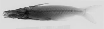 Media type: image;   Ichthyology 27270 Aspect: lateral